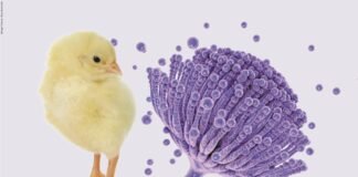 Mycotoxicosis: An insidious threat to the poultry industry
