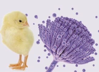Mycotoxicosis: An insidious threat to the poultry industry