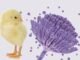 Mycotoxicosis: An insidious threat to the poultry industry