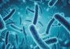 Bacterial Probiotics – An ideal choice to improve growth, performance and immunity in poultry