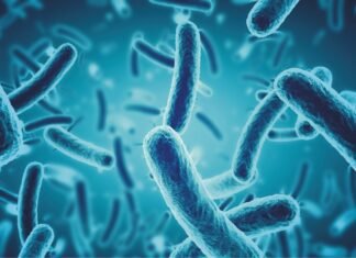 Bacterial Probiotics – An ideal choice to improve growth, performance and immunity in poultry