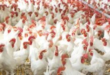 AcidLAC™ W Conc Liquid- A Potent Water Acidifier and Sanitizer Combination for Broilers