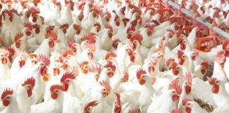 AcidLAC™ W Conc Liquid- A Potent Water Acidifier and Sanitizer Combination for Broilers