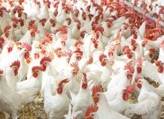 AcidLAC™ W Conc Liquid- A Potent Water Acidifier and Sanitizer Combination for Broilers