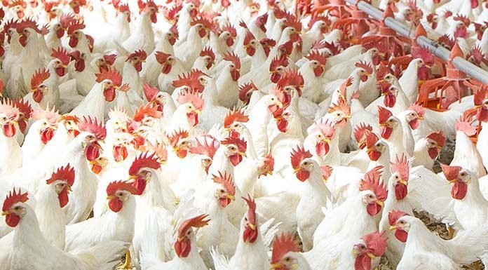 AcidLAC™ W Conc Liquid- A Potent Water Acidifier and Sanitizer Combination for Broilers