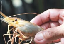 Innovative feed may reduce up to 20% in Shrimp production cost