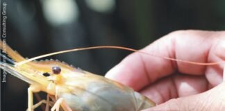 Innovative feed may reduce up to 20% in Shrimp production cost