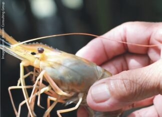 Innovative feed may reduce up to 20% in Shrimp production cost