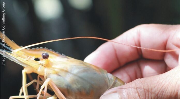 Innovative feed may reduce up to 20% in Shrimp production cost