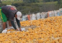 Sources say traders sign deals to sell 100,000 tn maize to Bangladesh