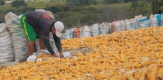 Sources say traders sign deals to sell 100,000 tn maize to Bangladesh