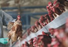 Bird flu – Another shock for global poultry industry