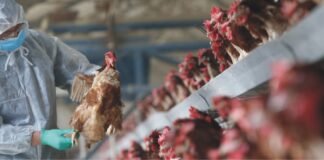 Bird flu – Another shock for global poultry industry