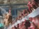 Bird flu – Another shock for global poultry industry