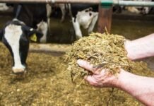 Silage technology to meet growing quality cattle feed demand in Bangladesh