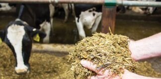 Silage technology to meet growing quality cattle feed demand in Bangladesh