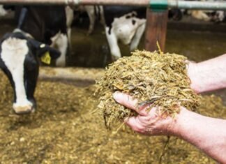 Silage technology to meet growing quality cattle feed demand in Bangladesh