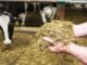 Silage technology to meet growing quality cattle feed demand in Bangladesh