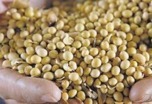 Indian soymeal exports set to rise on improved parity in global markets