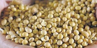 Indian soymeal exports set to rise on improved parity in global markets