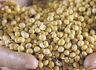 Indian soymeal exports set to rise on improved parity in global markets
