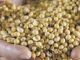 Indian soymeal exports set to rise on improved parity in global markets