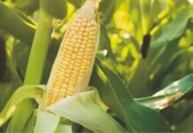 India’s Maize Exports at Six-Year High