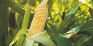 India’s Maize Exports at Six-Year High