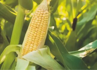 India’s Maize Exports at Six-Year High