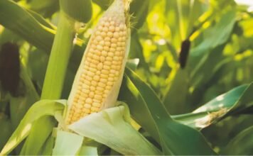 India’s Maize Exports at Six-Year High