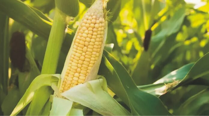 India’s Maize Exports at Six-Year High