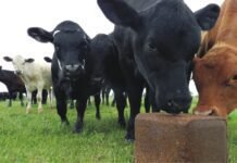 Benefits of feeding Urea Molasses Mineral Block as a feed supplement to ruminants and the precautions to be taken in its use