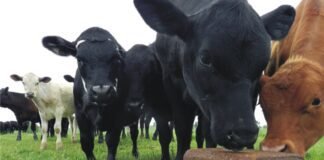 Benefits of feeding Urea Molasses Mineral Block as a feed supplement to ruminants and the precautions to be taken in its use
