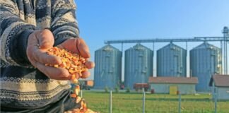 Lower world ending stocks for Corn