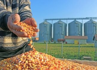 Lower world ending stocks for Corn