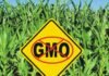 Mexico to confirm if GM corn ban applies for livestock feed