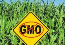 Mexico to confirm if GM corn ban applies for livestock feed