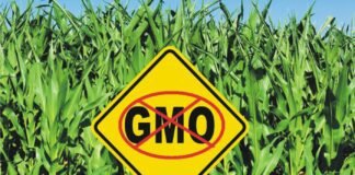 Mexico to confirm if GM corn ban applies for livestock feed