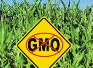 Mexico to confirm if GM corn ban applies for livestock feed