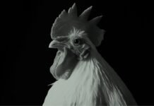 Nutritional Intervention to Address Antimicrobial Resistance in Poultry Birds