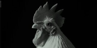 Nutritional Intervention to Address Antimicrobial Resistance in Poultry Birds