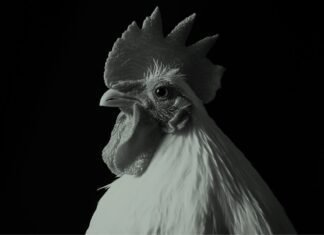 Nutritional Intervention to Address Antimicrobial Resistance in Poultry Birds