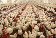 Joint efforts of farmers and private investors can change the fate of Indian Agriculture – Learning from Indian Poultry industry