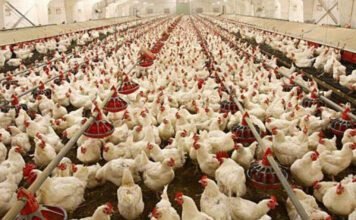 Joint efforts of farmers and private investors can change the fate of Indian Agriculture – Learning from Indian Poultry industry