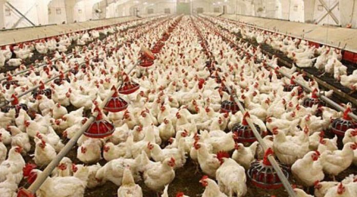 Joint efforts of farmers and private investors can change the fate of Indian Agriculture – Learning from Indian Poultry industry