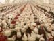 Joint efforts of farmers and private investors can change the fate of Indian Agriculture – Learning from Indian Poultry industry