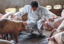 African swine fever case in Manipur
