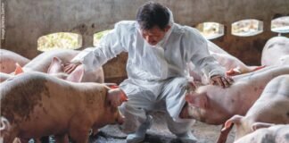 African swine fever case in Manipur
