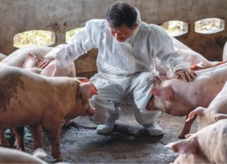 African swine fever case in Manipur