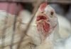 Ayurvet’s 700th publication on Phytogenic appeared in Poultry Science